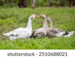 Close-up of geese interacting on a green grassy field, focusing on a white goose and a brown goose touching beaks.