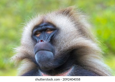 Close-up of a Gelada baboon , Theropithecus gelada, 