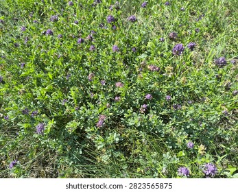 A close-up, gently angled top-down view of a dense, sunlit patch of wild meadow vegetation. The frame is dominated by a sprawling plant, likely wild alfalfa or lucerne, featuring abundant clusters of deep purple and vibrant violet blooms, with a few scattered pinkish flowers mixed in. The small, clustered blossoms grow along tangled green stems surrounded by delicate, trifoliate leaves. Interwoven among the leafy plants are thin blades of wild green grass and glimpses of dry, brownish earth and withered undergrowth visible through the gaps. The bright natural daylight creates sharp, intricate shadows deep within the dense foliage, emphasizing the rich textures and lively, chaotic growth of a summer field.