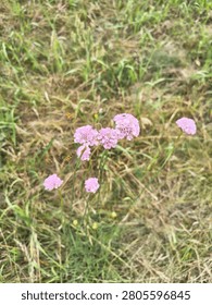 A close-up, gently angled view of a small cluster of delicate, pale pink wildflowers blooming in a natural meadow. The globe-shaped flower heads, rising on thin, long green stems, closely resemble sea thrift or a wild allium species. A flurry of activity surrounds the blossoms, as several striped hoverflies actively forage among the petals. One insect rests delicately on top of a central pink bloom, while three or four others are caught in mid-air, hovering energetically around the cluster. The background features a softly blurred, textured mix of dry, pale yellowish-brown matted grass interwoven with fresh, vibrant green grass blades. The natural daylight highlights the gentle pastel tones of the flowers and the dynamic motion of the pollinating insects, offering a lively, detailed glimpse of summer wildlife in a grassy field.