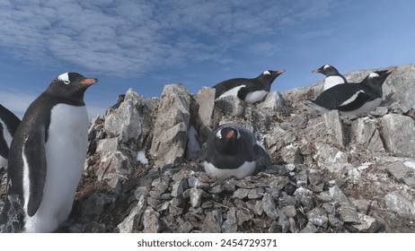 Closeup of Gentoo penguin in Antarctic pebble nest. Bird family colony at South Pole sits on eggs against a rock backdrop. Winter wildlife in frozen mountain landscape - static - Powered by Shutterstock