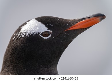 Close-up Of Gentoo Penguin Face And Beak