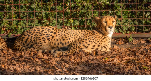 Close-up Of A Gepard