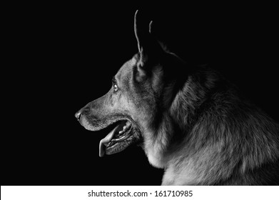Close-up of a German Shepherd dog - Powered by Shutterstock