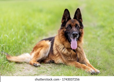 close-up of a German shepherd with intelligent eyes and protruding tongue. Dog is a friend of man