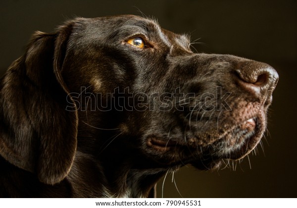 Closeup German Shorthair Pointer Hunting Dog Stock Photo Edit Now