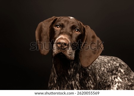 Close-up of a German Shorthaired Pointer with a calm, attentive expression, captured against a deep black studio background.