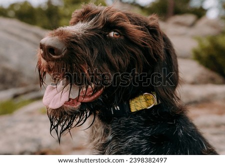 Close-up of a German Wirehaired Pointer dog wearing a brown leather collar, Dog