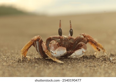 Close-up of a ghost crab on a sandy beach, showcasing its unique features, with blurred background for emphasis on the subject. - Powered by Shutterstock