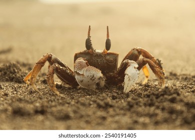 Close-up of a ghost crab on a sandy beach, showcasing its unique features, with blurred background for emphasis on the subject - Powered by Shutterstock