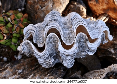 Closeup of a giant clam shell