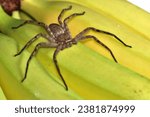 Closeup of the giant crab or banana spider Heteropoda venatoria (Araneae: Sparassidae), a tropical huntsman spider from Asia photographed on yellow bananas.