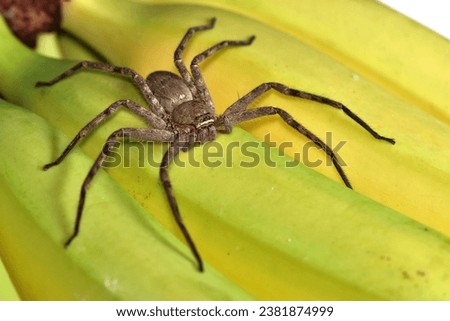 Closeup of the giant crab or banana spider Heteropoda venatoria (Araneae: Sparassidae), a tropical huntsman spider from Asia photographed on yellow bananas.