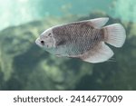 Close-up of Giant Gourami floating under the water. Side view of Giant Gourami.