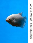 Close-up of giant gourami swimming in the water, photographed in the Greenhouse Garden in Shanghai, China