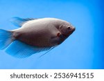 Close-up of giant gourami swimming in the water, photographed in the Greenhouse Garden in Shanghai, China