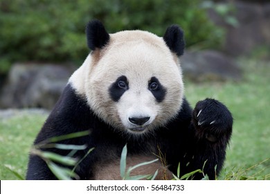 1,557 Giant Panda Close Up Images, Stock Photos & Vectors 