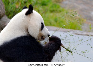 Closeup Of Giant Panda Bear
