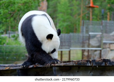 Closeup Of Giant Panda Bear