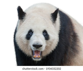 Closeup Of Giant Panda Bear Isolated On White Background