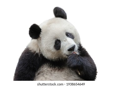 Closeup Of Giant Panda Bear Isolated On White Background