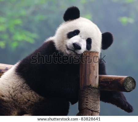 Closeup of giant panda bear looking right into the camera