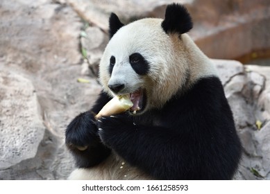 Close-up of Giant Panda in China