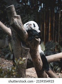 A Closeup Of A Giant Panda Taking A Rest On The Logs