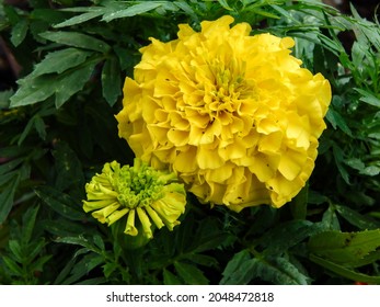 333 Giant Marigolds Flowers Images, Stock Photos & Vectors 