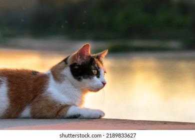 A Closeup Of A Ginger Cat With Black And White Snout, Lying Against A Lake At Sunset