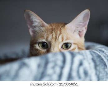 Closeup Of Ginger Cat Face. Half Face Of Cat.