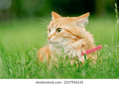 close-up of ginger cat with a pink leash lying on the lawn studying nature scared cat studying nature - Powered by Shutterstock