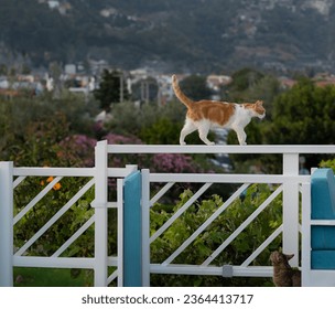 A closeup of a ginger cat walking on a railing in the countryside - Shutterstock ID 2364413717