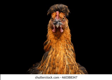 Closeup Ginger Chicken Curious Looks Isolated on Black Background in Front view