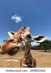 Closeup of a giraffe
