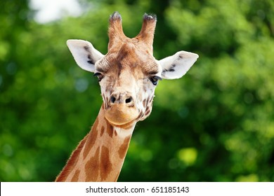 Close-up of a giraffe in front of some green trees, looking at the camera as if to say You looking at me? With space for text.