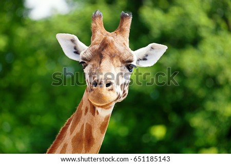 Close-up of a giraffe in front of some green trees, looking at the camera as if to say You looking at me? With space for text.