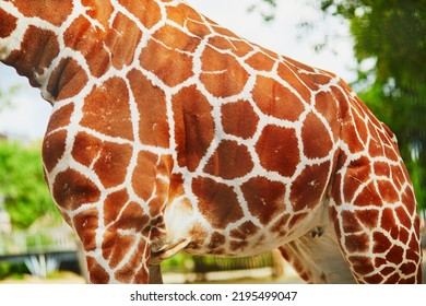 Closeup Of Giraffe Hide. Animals In Zoo Or Safari Park