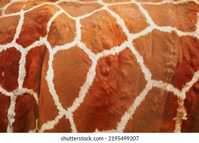 Closeup Of Giraffe Hide. Animals In Zoo Or Safari Park