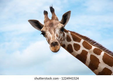 Closeup giraffe on blue sky background
