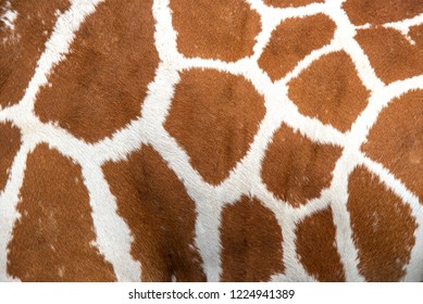 Closeup giraffe skin for the background - Powered by Shutterstock