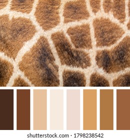 Closeup of giraffe skin in a colour palette with complimentary clour swatches.