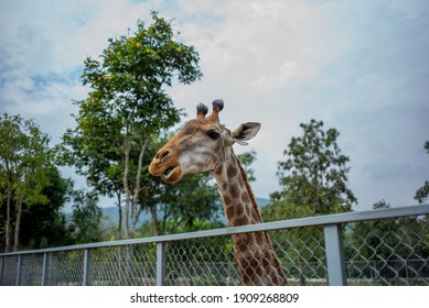 Close-Up of giraffe - Stock Photo