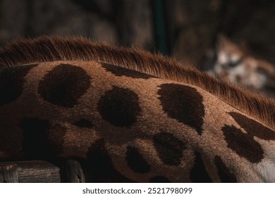 Close-up of a giraffe's patterned skin with a soft focus background.