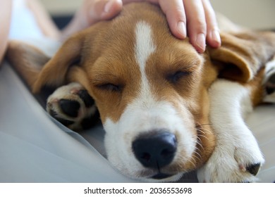 Close-up of a girl sitting on a chair in the hospital and holding a beagle puppy in her arms. The dog in the hospital has a little mistress on her knees