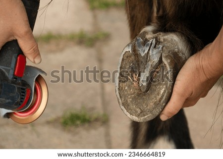 Closeup of a girl trimming the hoofs of her pony in Sweden.