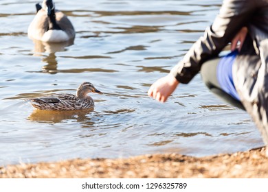 Closeup of girl or woman hand feeding wild ducks and geese birds by lake pond or river water beach shore
