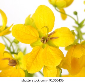 Closeup Of A Glaucous Cassia Flower