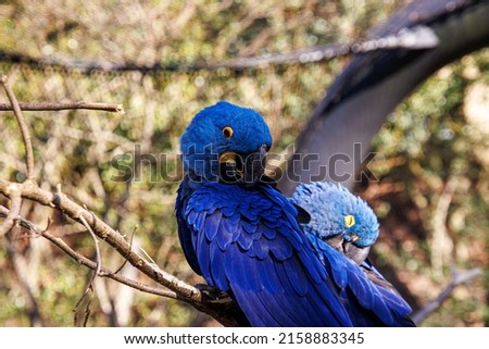 A closeup of Glaucous macaws under the sunlight