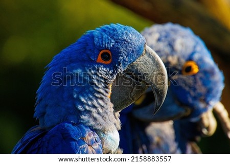 A closeup of Glaucous macaws under the sunlight
